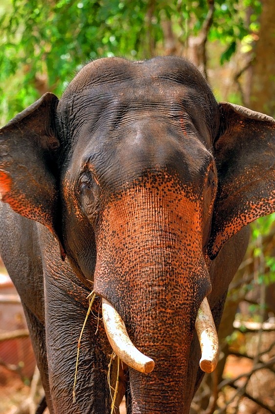 Domestic Indian Elephant