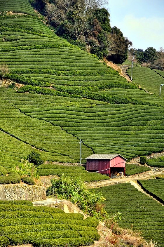The Velvety Green Fields of Tea