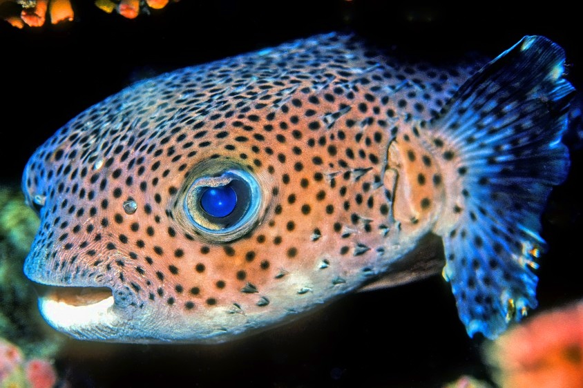 Porcupinefish Eye (Diodon hystrix)