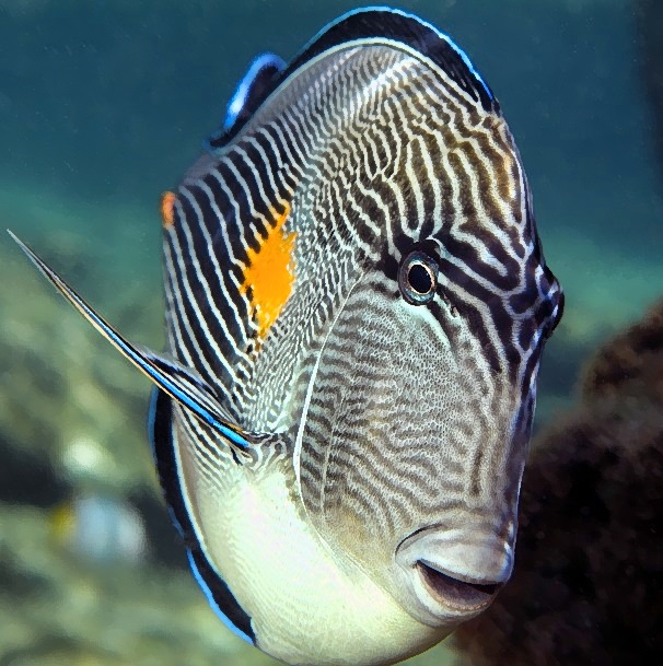 Acanthurus sohal, Sohal Surgeonfish 