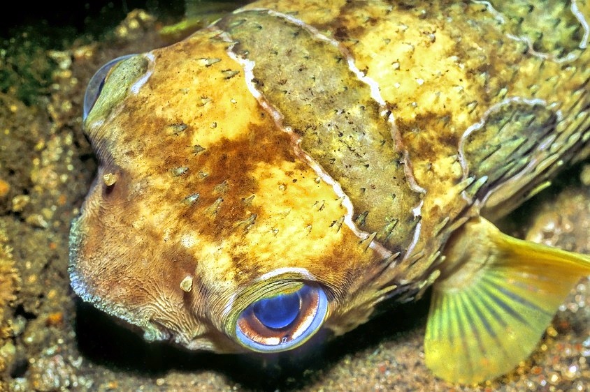 Eyes of Porcupinefish