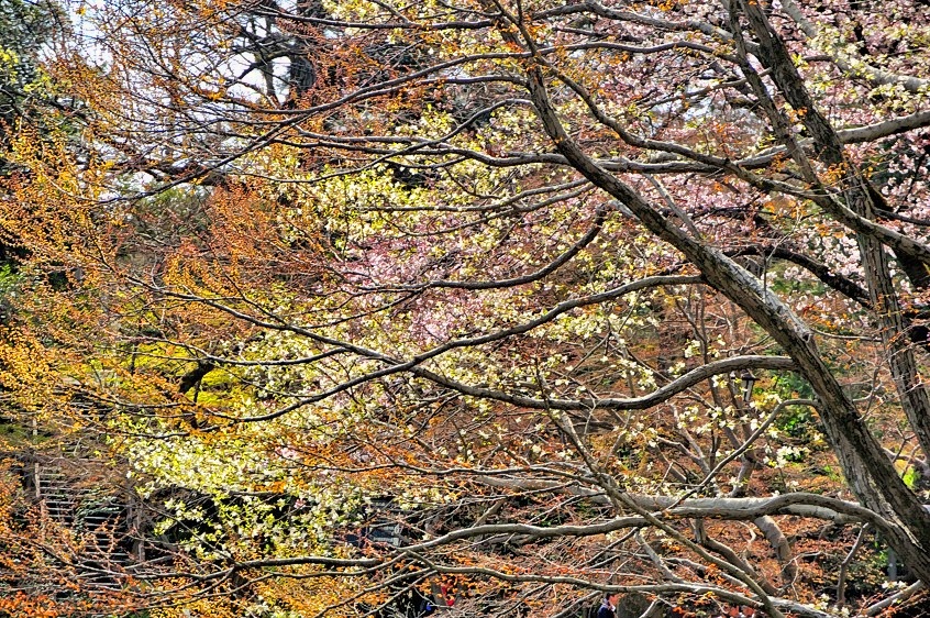 All The Colours of a Japanese Spring