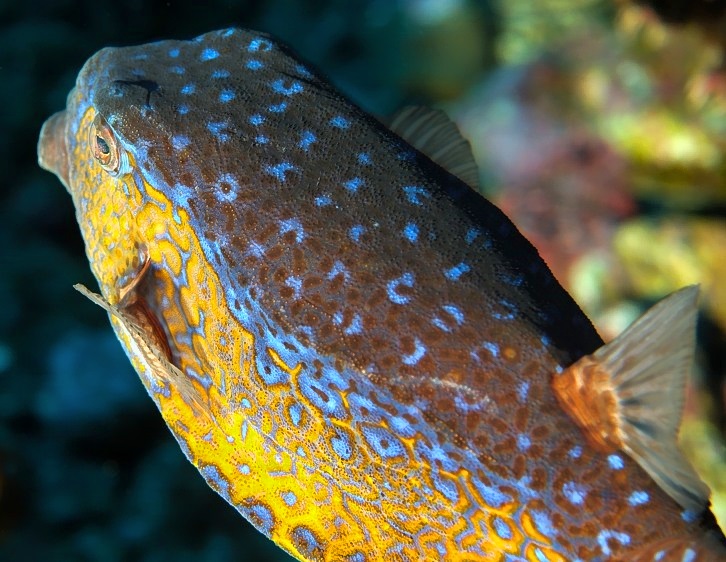 Bluespotted Boxfish, Ostracion immaculatus 