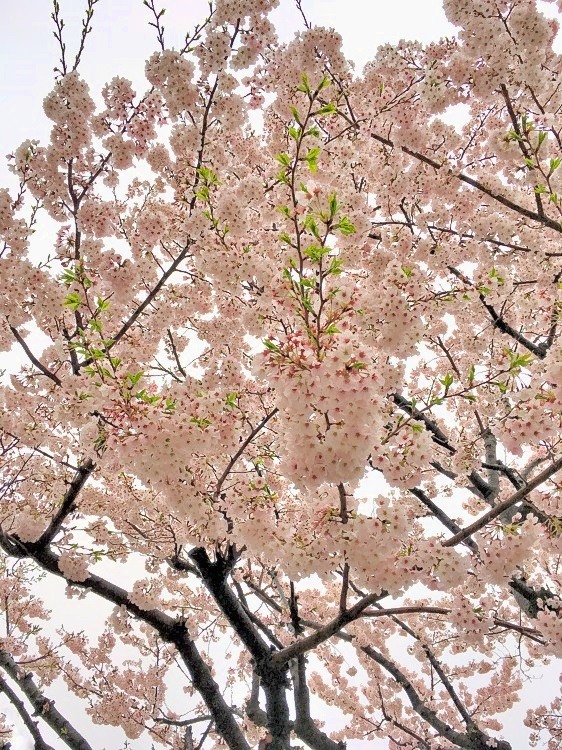 Sakura In Rain