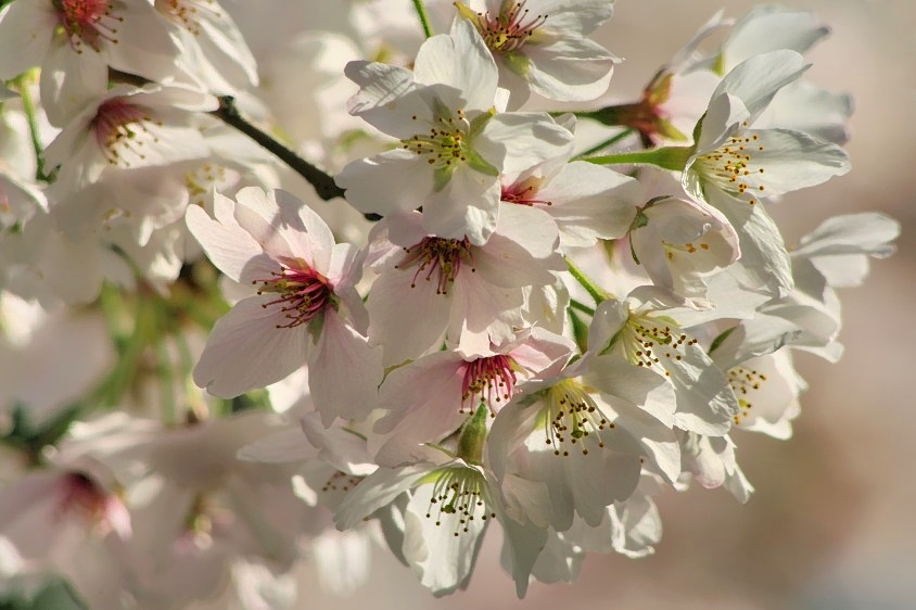 Sakura On A Canon