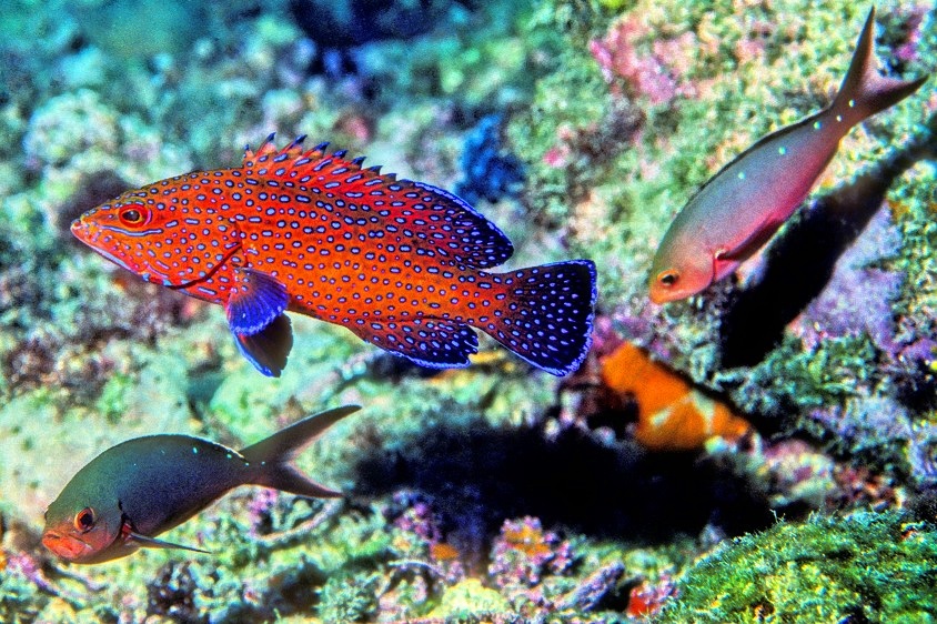 Kodachrome Grouper 