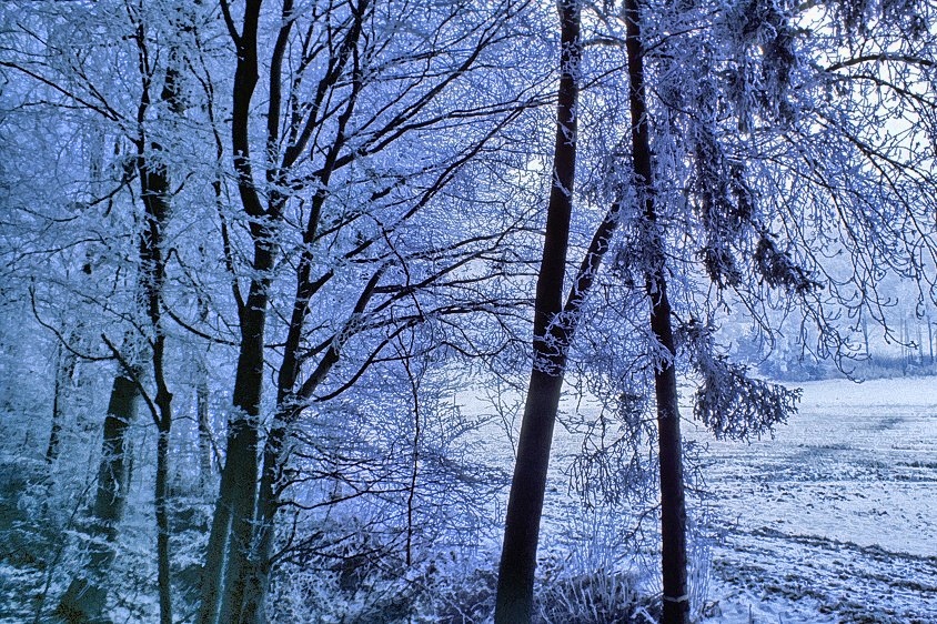 Snowy Forest And Fields 