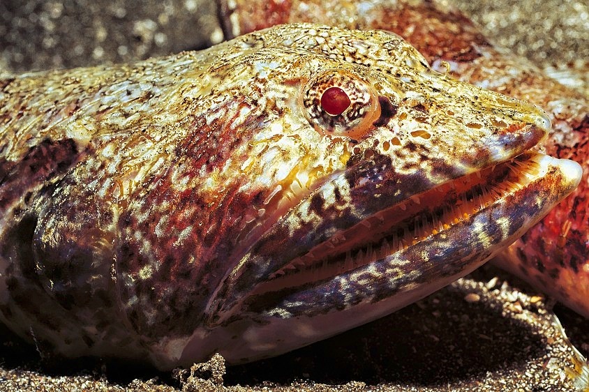 Lizard Fish Synodus saurus