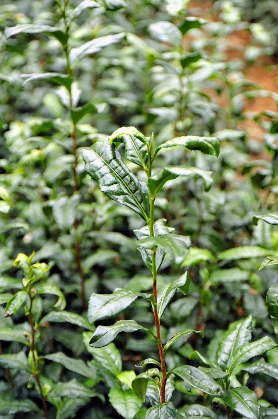 The Green Gold