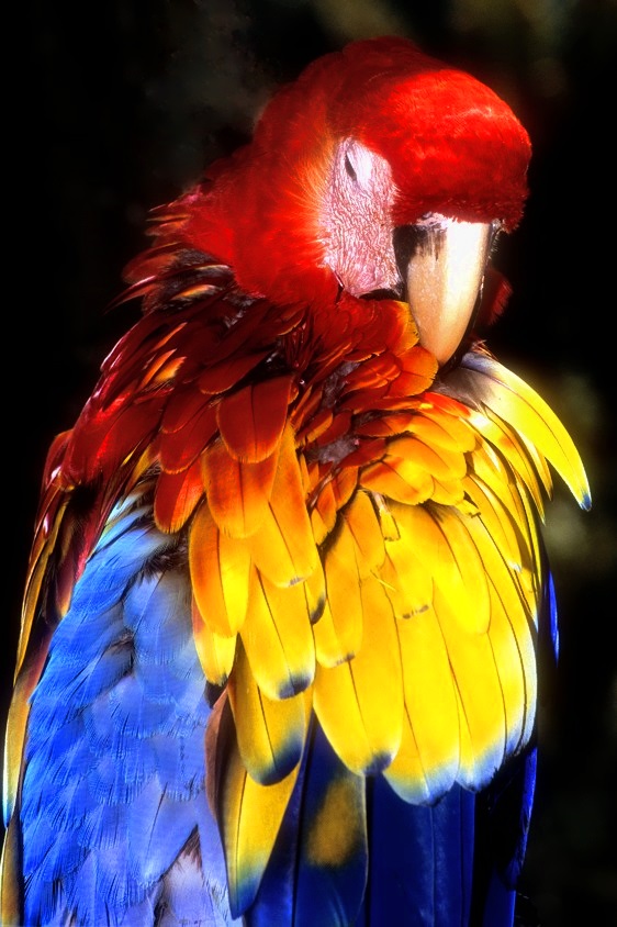 The Colours of Film