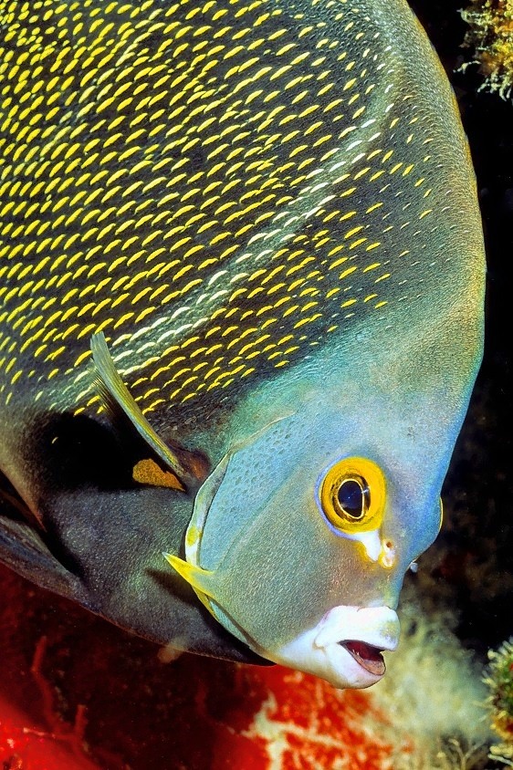 French Angelfish Juvenile, Last Phase 