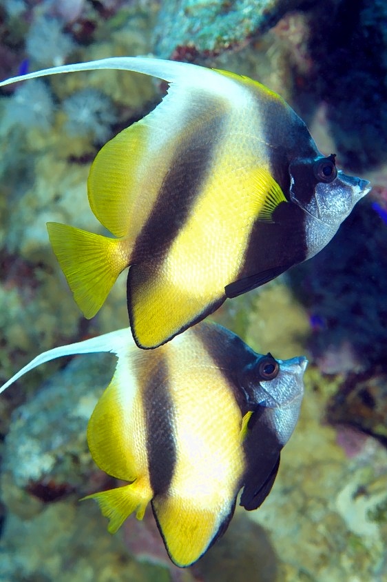 Two Bannerfish 