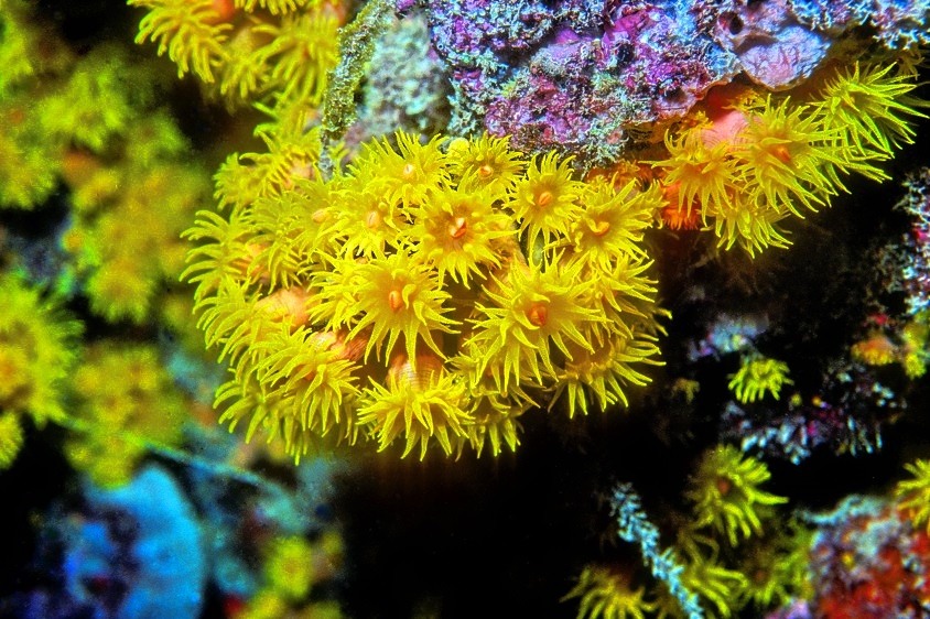 Fire Coral At Night 