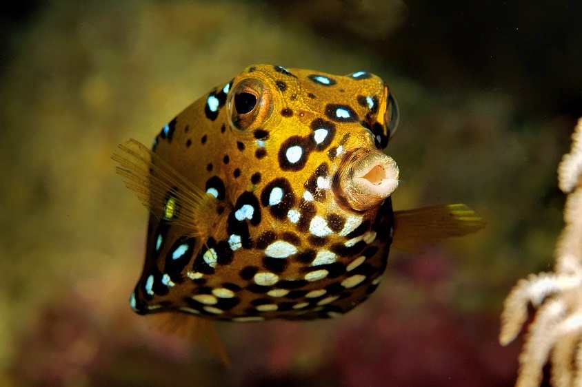 Yellow Boxfish, Ostracion cubicus