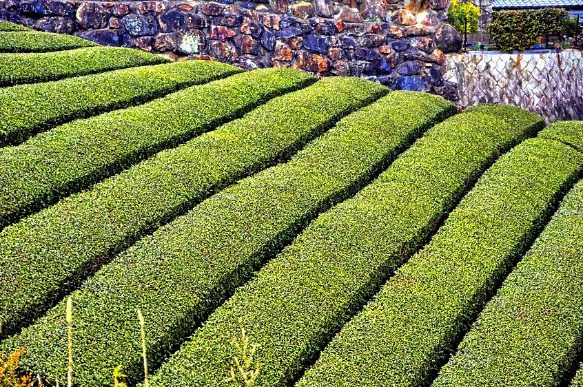 Tea Slopes