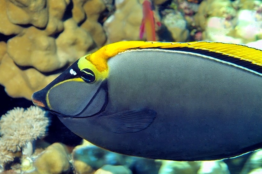 Unicornfish On Corals 