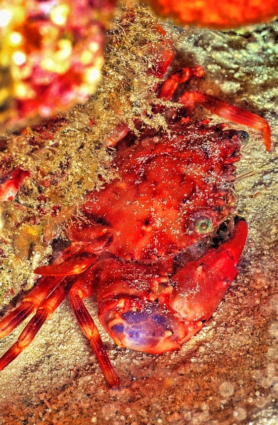 Crab Sleeping 