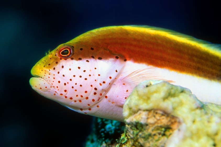Freckled Hawkfish, Paracirrhites forsteri