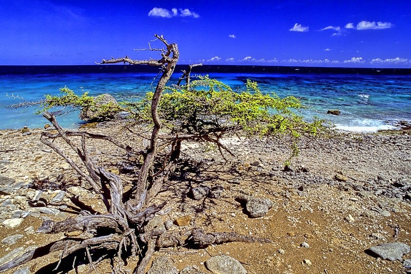 Tree With A View 