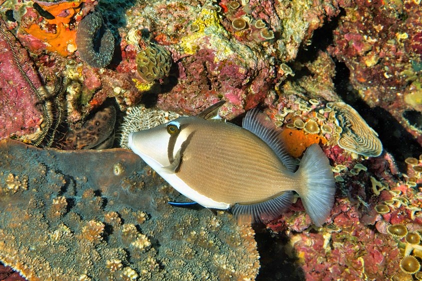Scythe Triggerfish with Beautiful Coral Background 