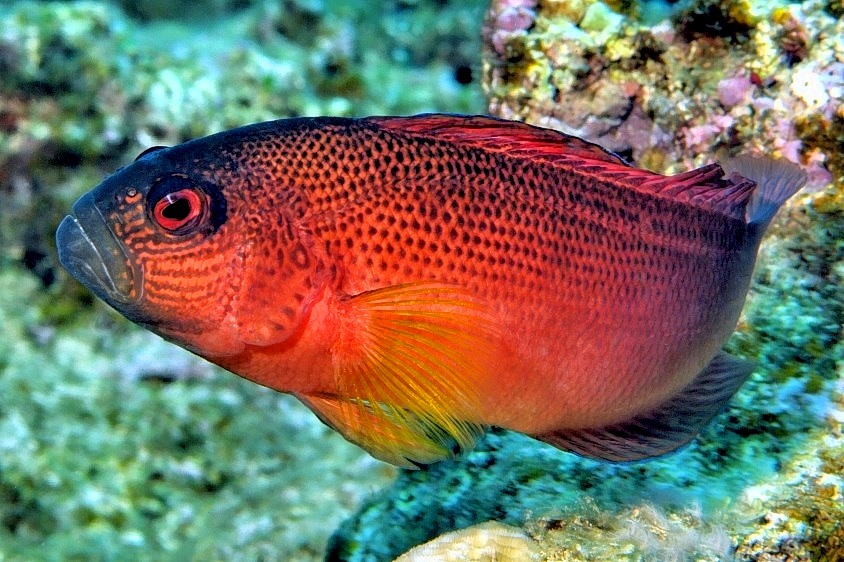 Firetail Dottyback, never seen one before....