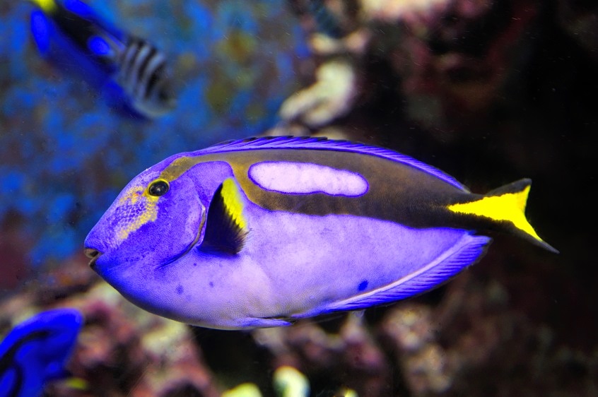 Dori, I Got You