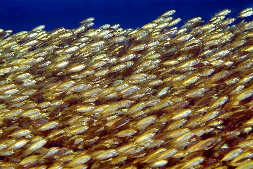 Millions Yellow Fish 