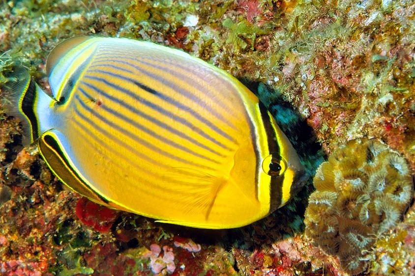 Redfin Butterflyfish Chaetodon lunulatus Feeding on Coral 