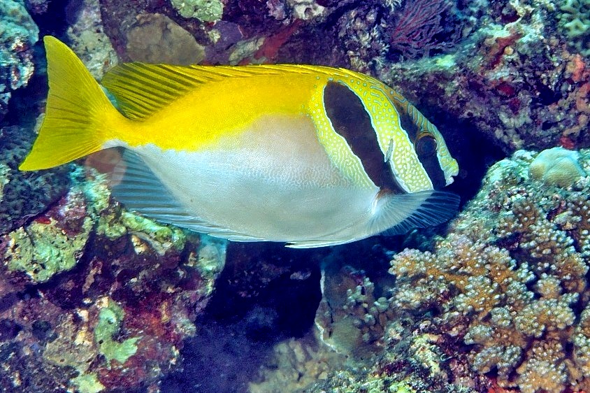 Barhead Spinefoot Rabitfish 
