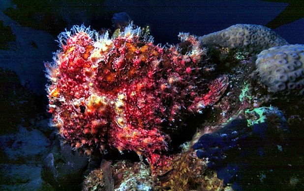 Biggest Frogfish Ive Ever Seen!