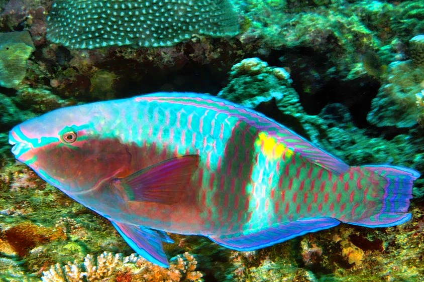 Yellowbar Parrotfish Scarus schlegeli