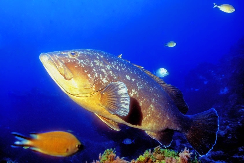 Grouper of The Dory
