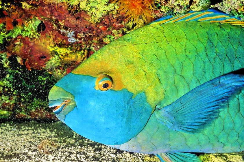 Singapore Parrotfish Sleeping Scarus prasiognathos