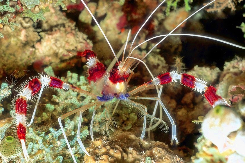 Stenopus Cleaner Shrimp Stenopus hispidus