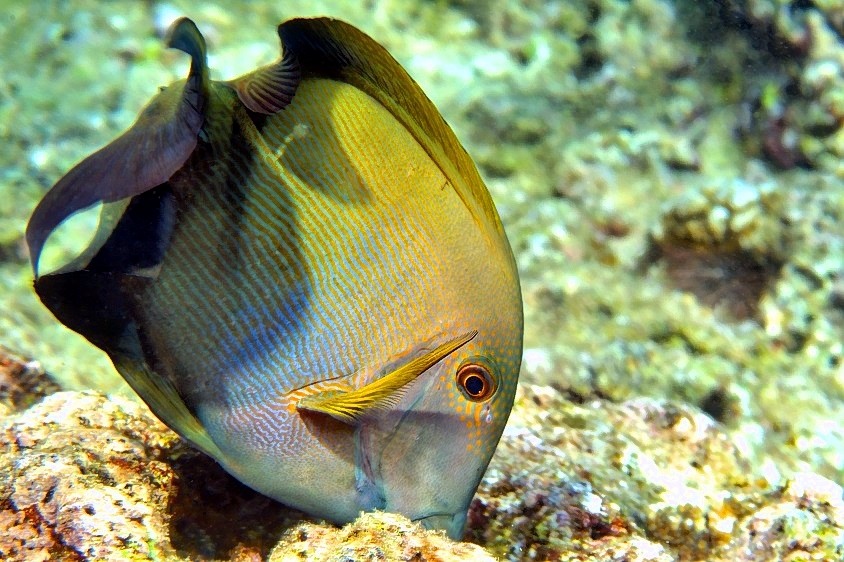 Surgeonfish Eating, Ctenochaetus striatus, Lined Bristletooth