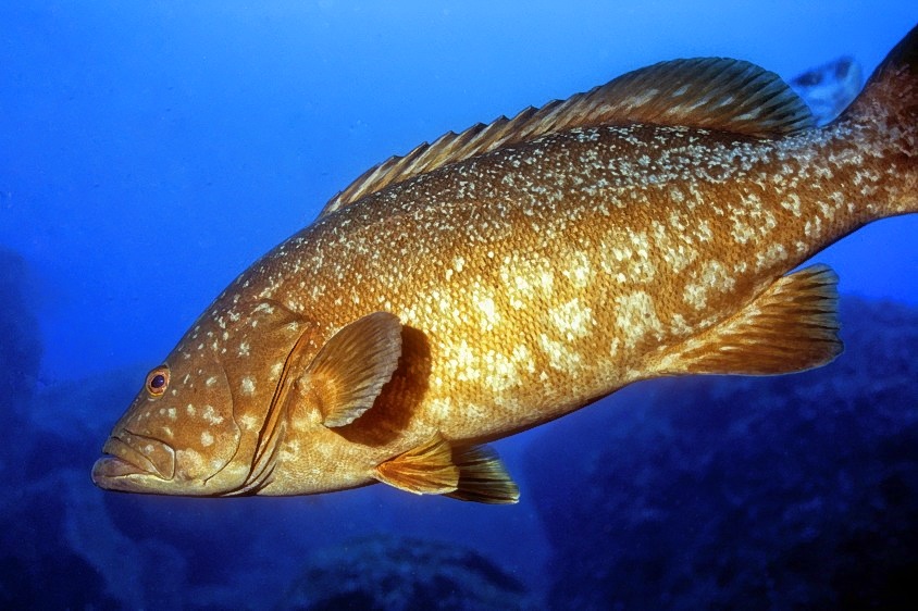 Young Azores Grouper 