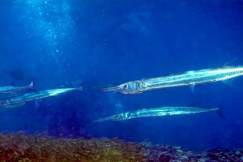Pack of Wolves - Ablennes hians, Common Name Needlefish 