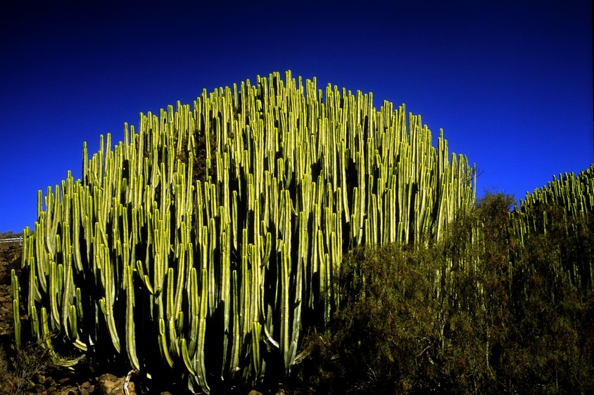 Canary Cacti 