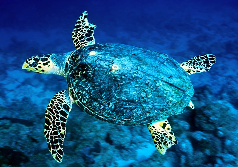 Turtle Flying.  Eretmochelys imbricata, Hawksbill Turtle