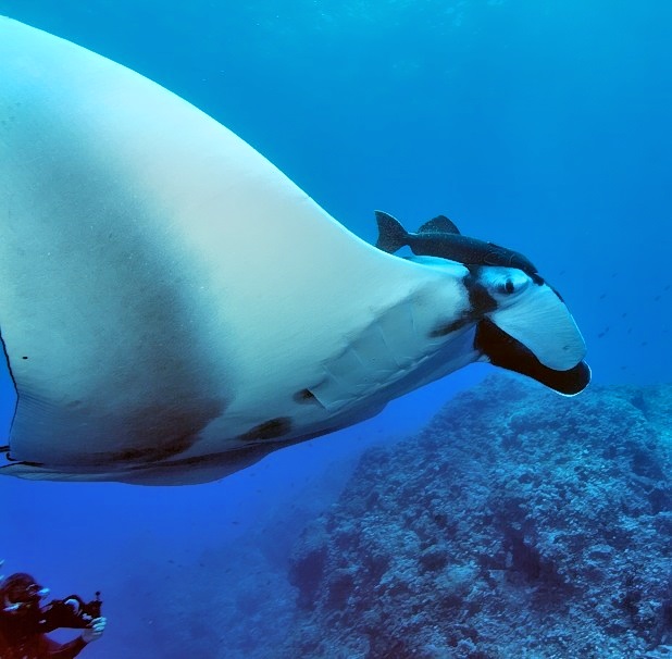 Manta And Videographer