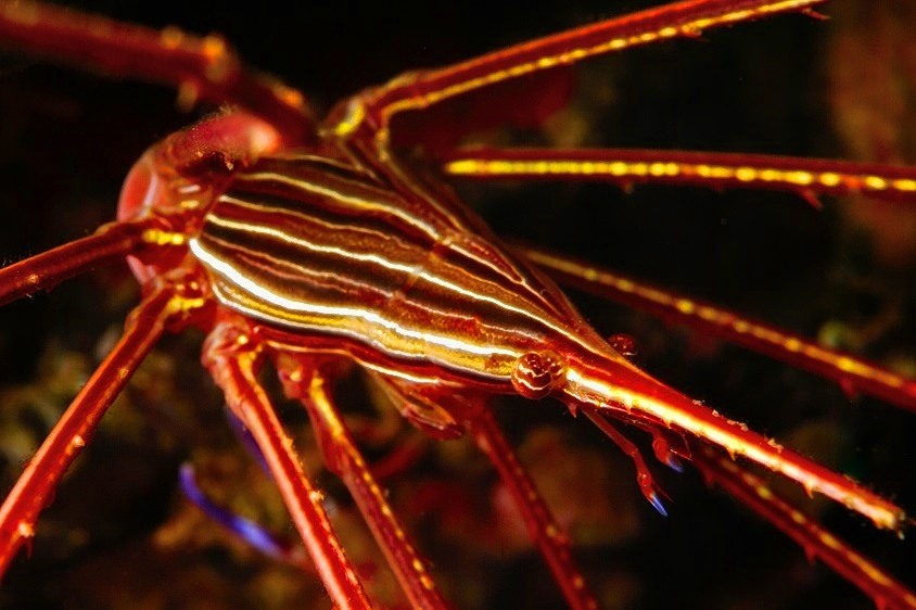Arrow Crabs Nose, Stenorhynchus lanceolatus