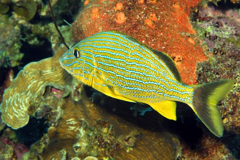 Bluestriped Grunt Haemulon sciurus