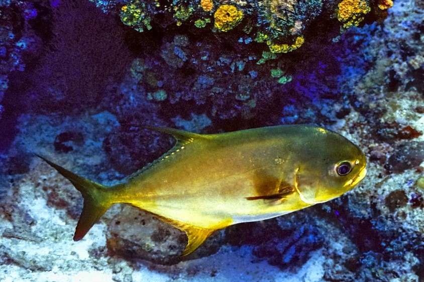 Pompano 