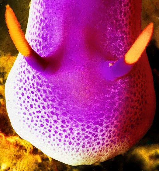 Purple, With Yellow Horns 
