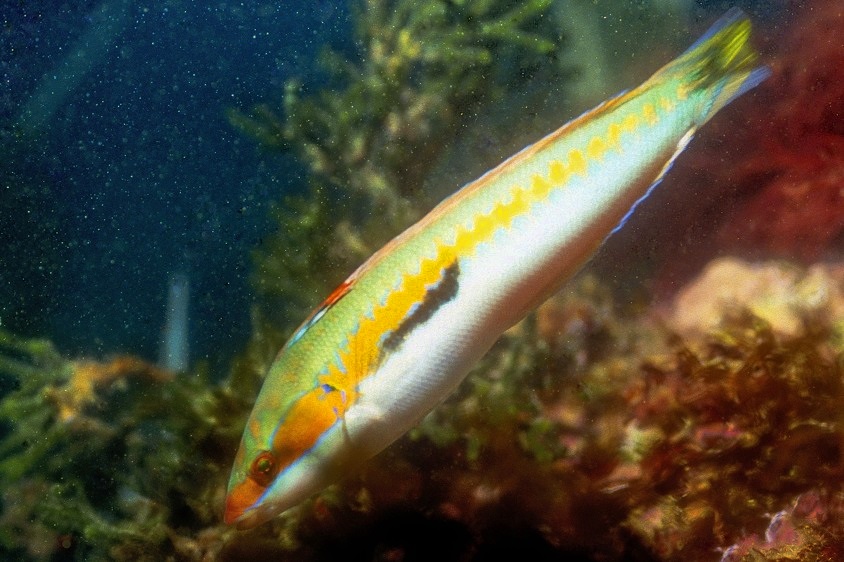 Wrasse 