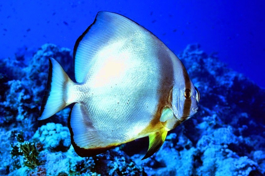 Batfish Being Cleaned
