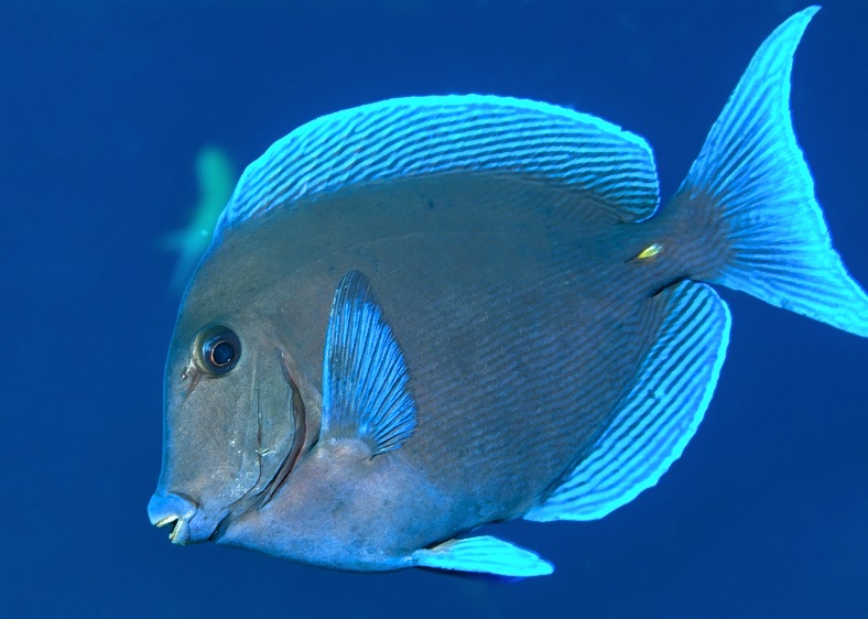 BlueTang Close, Acanthurus coeruleus