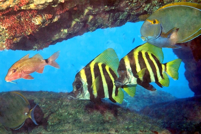 Cave Full of Fish 