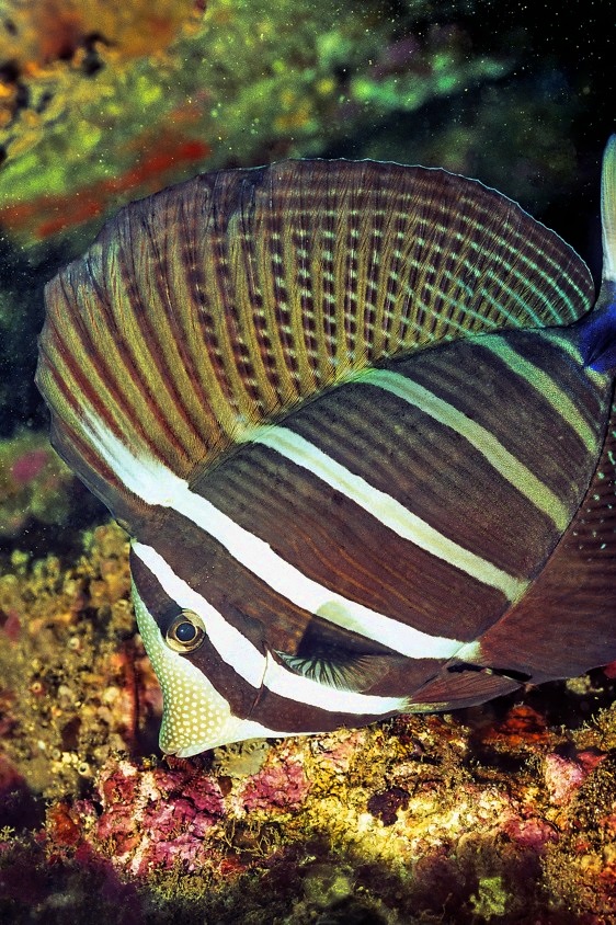 Sailfin Tang