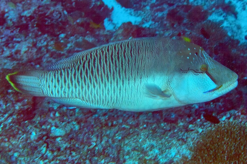Young Mald Napoleon Wrasse